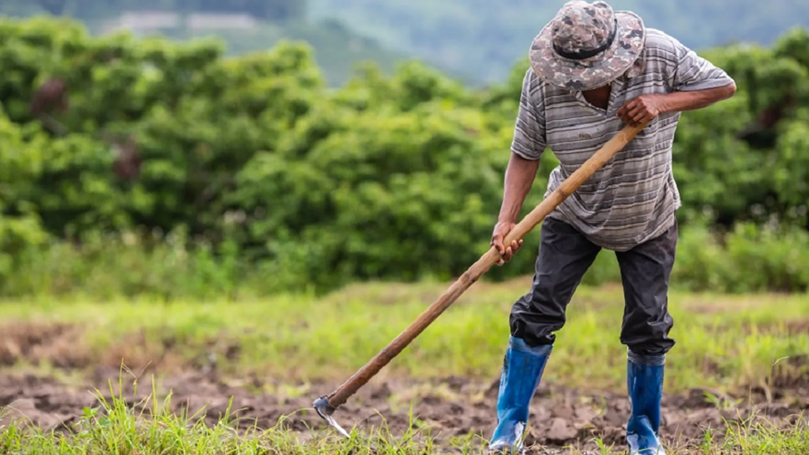 TJGO reconhece impenhorabilidade de imóvel rural de 23,5 hectares e afasta exigência de unicidade patrimonial