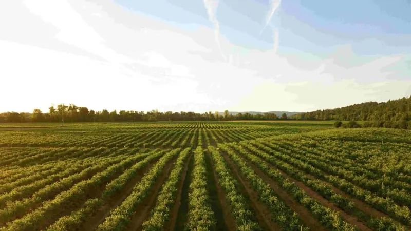 Inadimplência recorde no agronegócio multiplica riscos para proprietários rurais