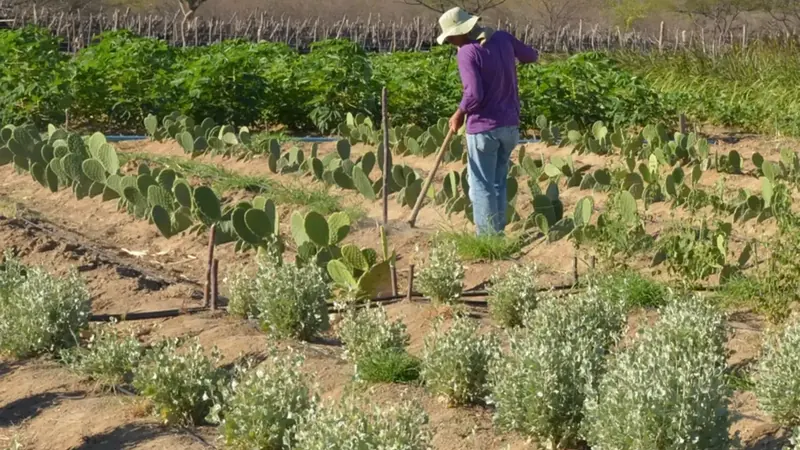 Inadimplência no crédito rural sobe quando juros altos coincidem com queda dos preços do agro, mostra Rabobank
