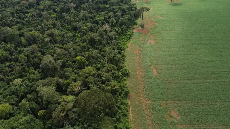 Crédito rural para áreas desmatadas totaliza R$ 92,4 bilhões, aponta MapBiomas