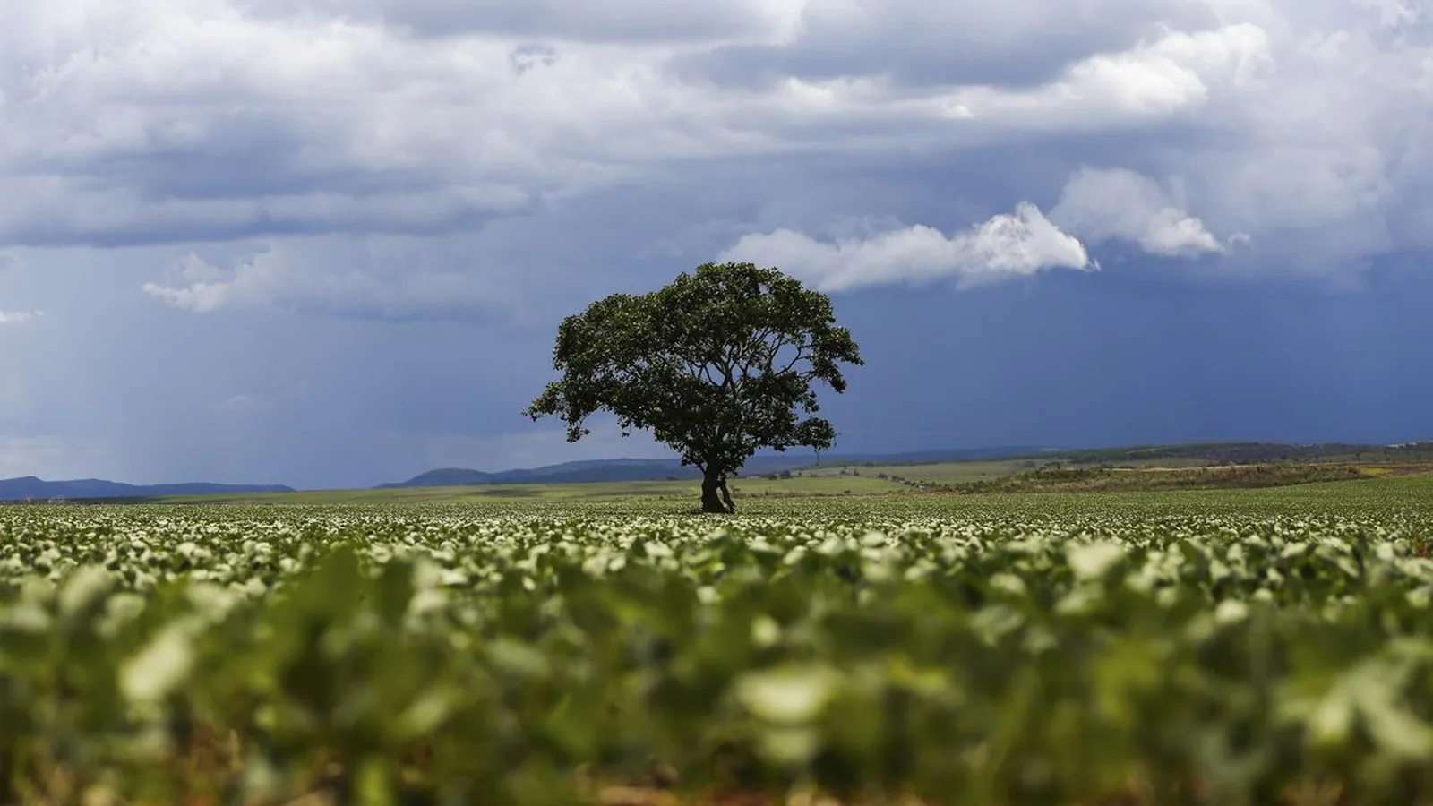 MapBiomas: crédito rural financiou R$ 92,4 bilhões em áreas com alertas ambientais entre 2019 e 2025