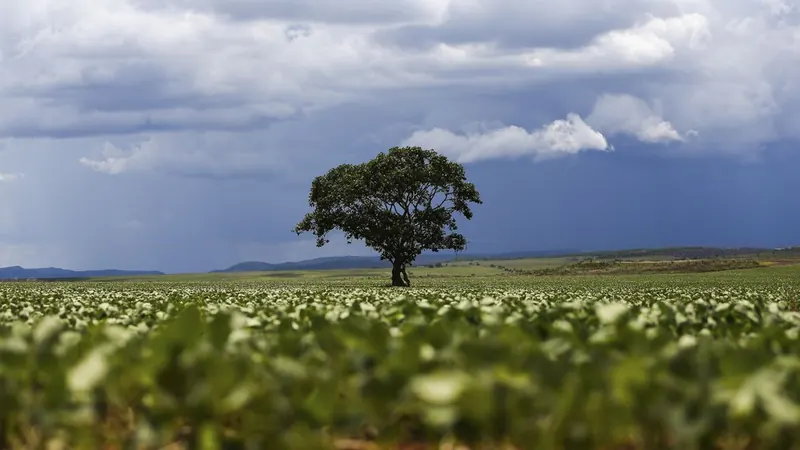 MapBiomas: crédito rural financiou R$ 92,4 bilhões em áreas com alertas ambientais entre 2019 e 2025