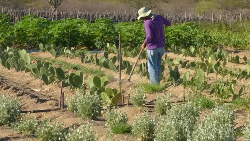 Inadimplência rural cresce em Minas e acende alerta para alta no preço dos alimentos