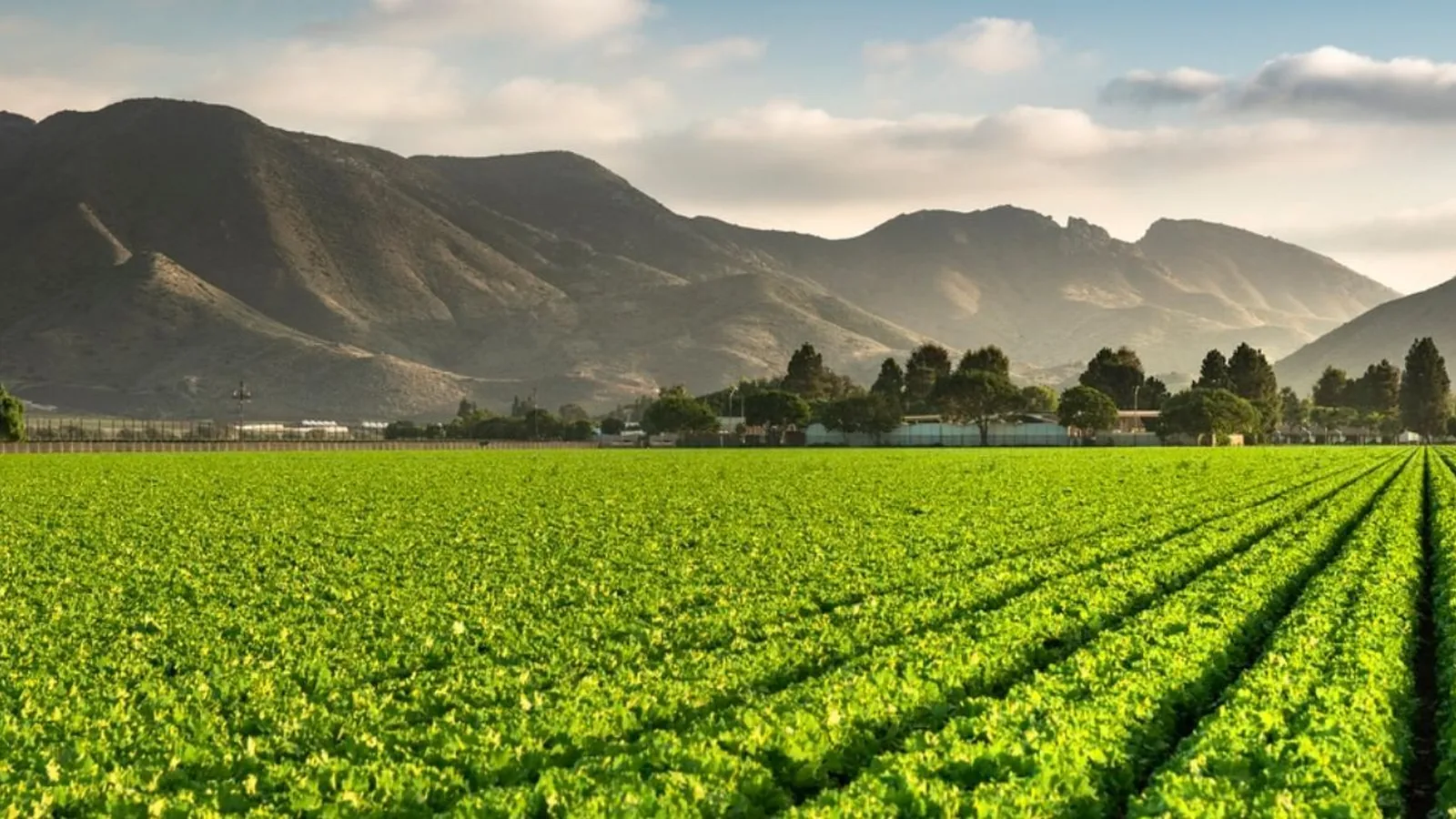 Cerca de 15% do crédito rural concedido entre 2019 e 2025 foi para áreas com alertas ambientais